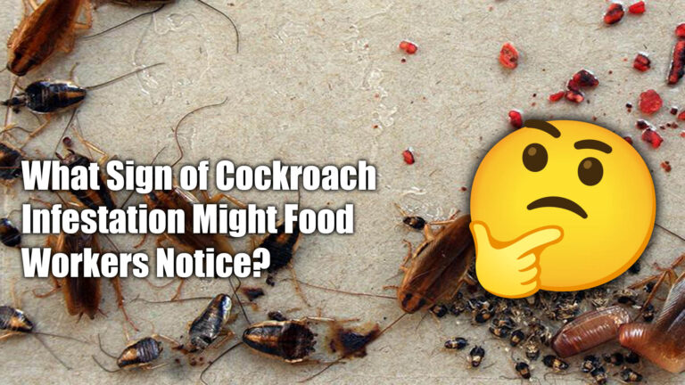 What Sign of Cockroach Infestation Might Food Workers Notice?